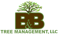 B&B Tree Management