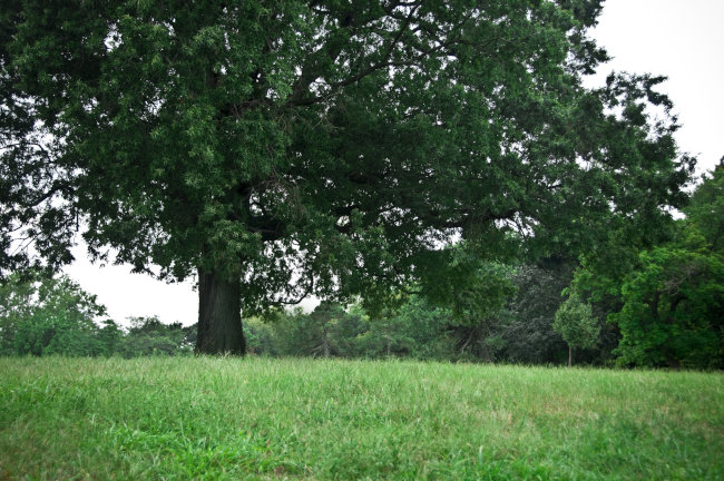 Professional Tree Service: Keep Your Property Healthy and Safe | B&B ...