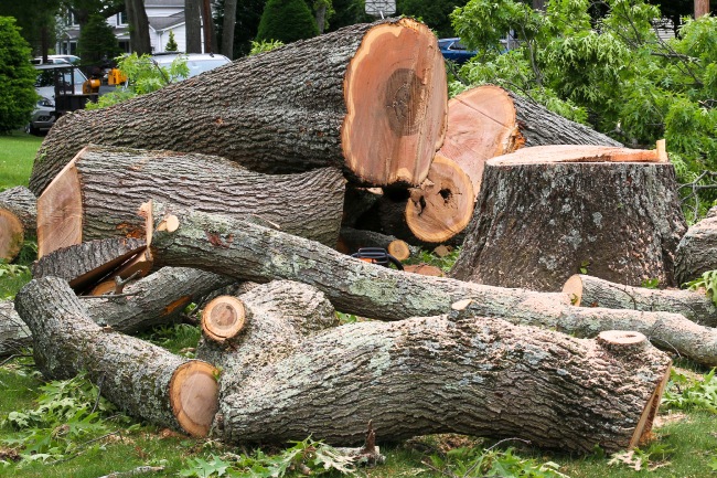 Resto Tree Form When Tree Removal Is the Right Choice for Your Property | B&B Tree ...