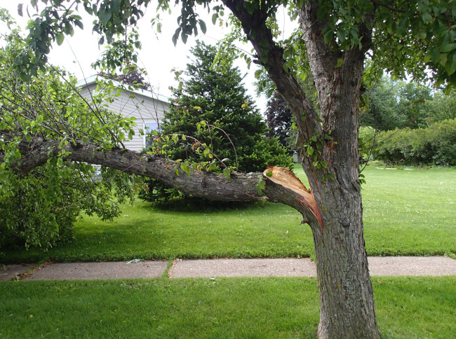 Common Tree Problems You Shouldn’t Ignore | B&B Tree Management