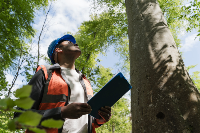 Questions to Ask an Arborist About Your Trees | B&B Tree Management
